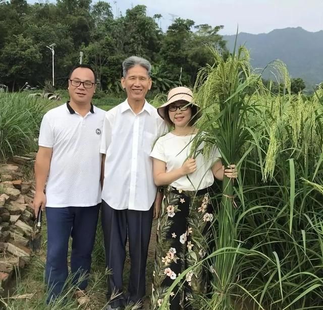 竹子和水稻竟能杂交？生出来的竹稻最高近2米，还带有竹子清香