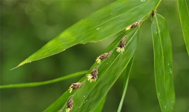 竹子和水稻竟能杂交？生出来的竹稻最高近2米，还带有竹子清香