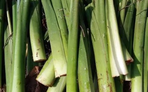 芋头叶杆能吃吗(芋头杆和叶子的吃法)