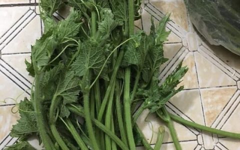 冬瓜尖炒着吃方法,冬瓜尖和南瓜尖丝瓜尖一起炒着吃