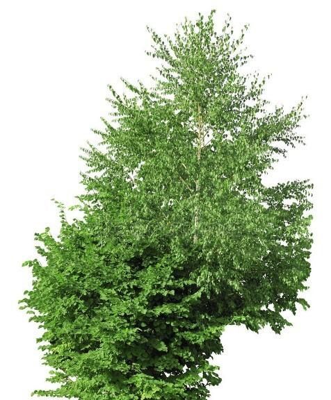 农村常见的榆树根有什么作用(榆树根皮的功效与作用及药用价值)图5