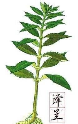 泽兰，妇科活血调经常用药，用于女性月经、产后疾病