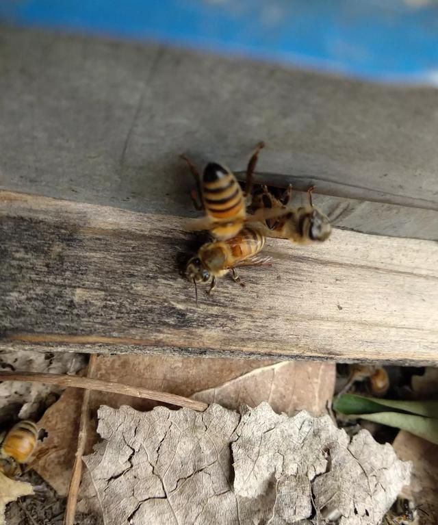 蜜蜂采蜂蜜有什么作用(蜂蜜有各种蜂的功效吗)图4