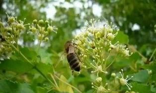 蜜蜂采蜂蜜有什么作用(蜂蜜有各种蜂的功效吗)图5