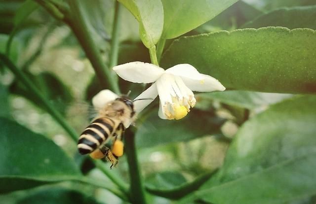 蜜蜂采蜂蜜有什么作用(蜂蜜有各种蜂的功效吗)图6