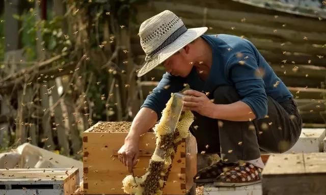 蜜蜂采蜂蜜有什么作用(蜂蜜有各种蜂的功效吗)图7