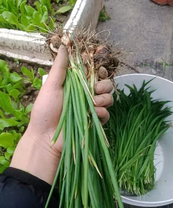 6种青菜根，吃完不要扔，插进花盆，浇浇水，20天长成“小菜园”