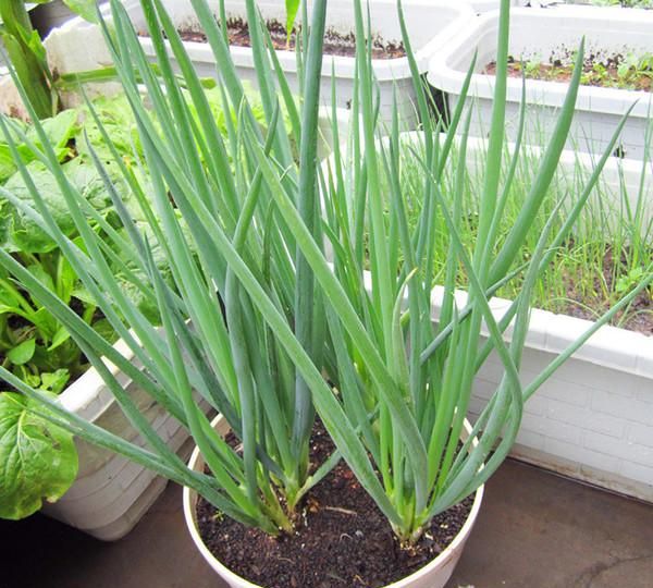 6种青菜根，吃完不要扔，插进花盆，浇浇水，20天长成“小菜园”