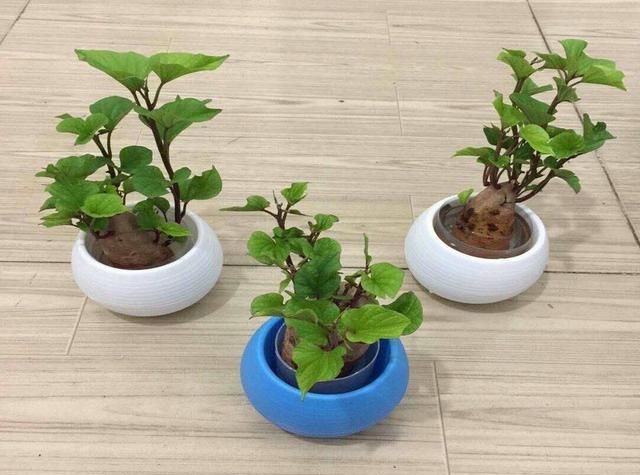 6种青菜根，吃完不要扔，插进花盆，浇浇水，20天长成“小菜园”