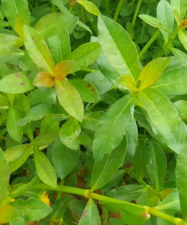 生长在路边的野菜，没想到有那么多功效