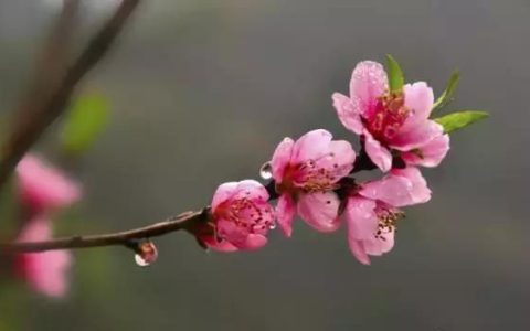 桃花的特点为什么是美容养颜