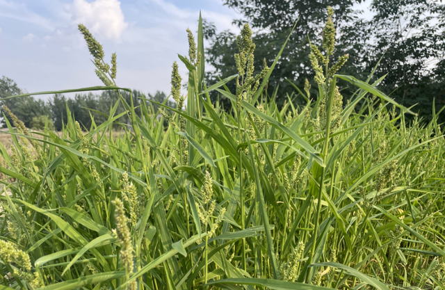 麦子收完了，做水产养殖来种小米草，30天就可以割，耐热又耐涝