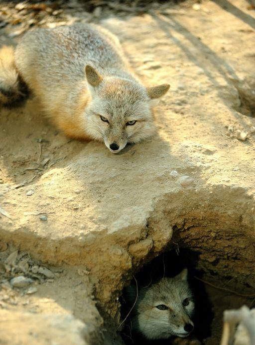 为什么狐狸只在坟墓做洞穴，不是封建迷信？看完你就知道