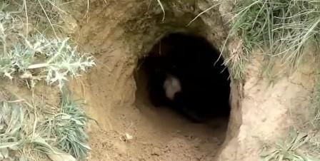 为什么狐狸只在坟墓做洞穴，不是封建迷信？看完你就知道
