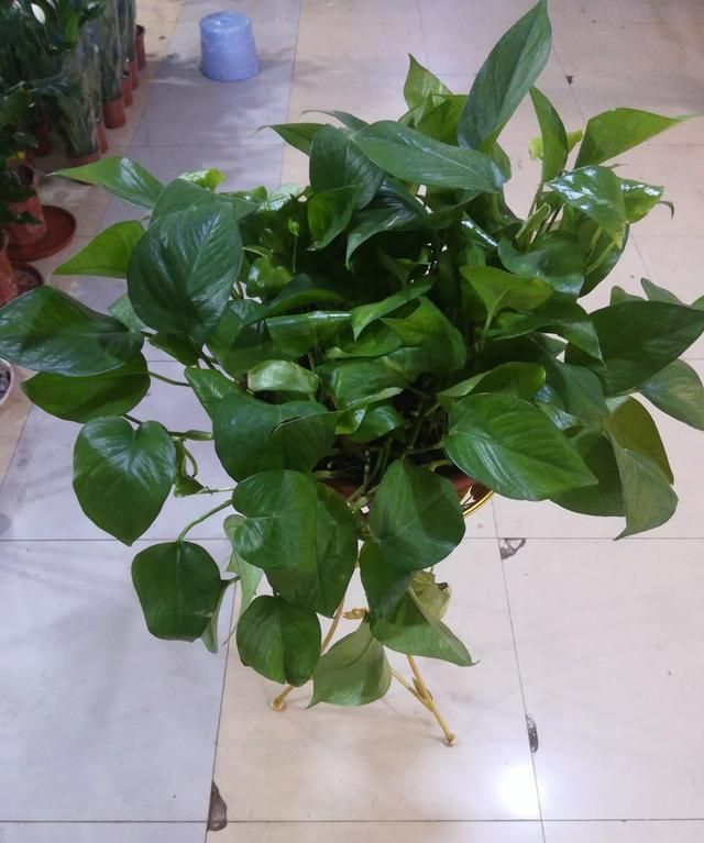 最适合家里放的绿植有哪些,最适合放在家里的对人有益的绿植图1