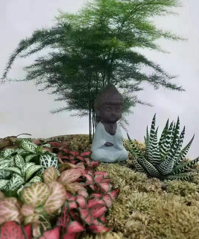 最适合家里放的绿植有哪些,最适合放在家里的对人有益的绿植图5