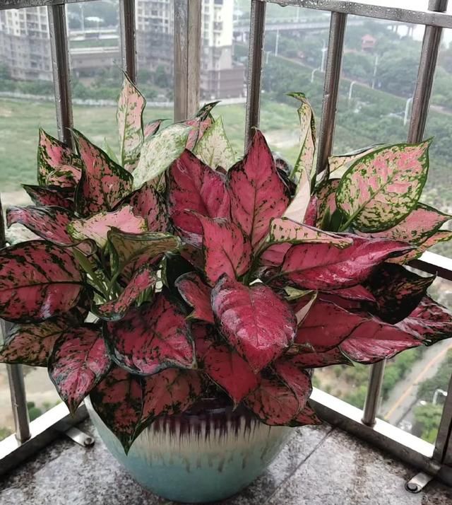 最适合家里放的绿植有哪些,最适合放在家里的对人有益的绿植图6