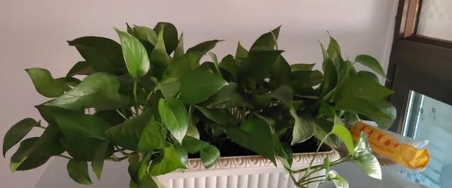 最适合家里放的绿植有哪些,最适合放在家里的对人有益的绿植图9