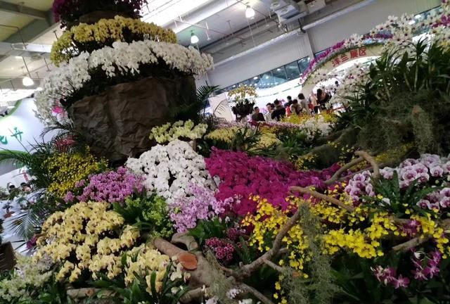 最适合家里放的绿植有哪些,最适合放在家里的对人有益的绿植图10
