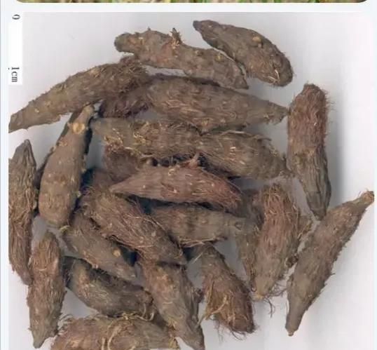 每日一味中药——香附