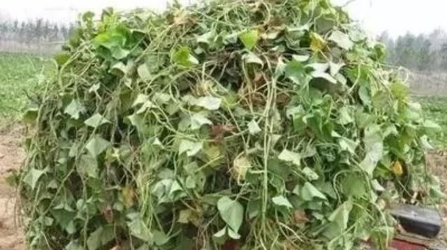 红薯收获后红薯藤如何处理(怎么处理地里的红薯藤)图1