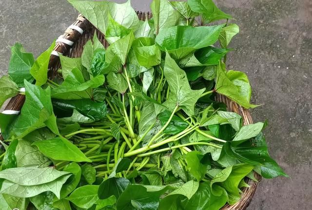 红薯收获后红薯藤如何处理(怎么处理地里的红薯藤)图5