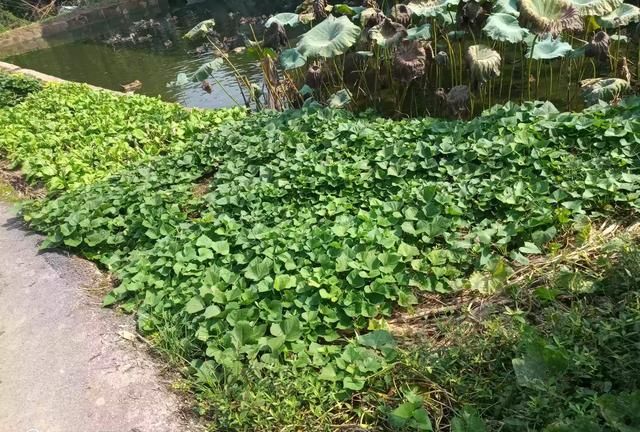 红薯收获后红薯藤如何处理(怎么处理地里的红薯藤)图7