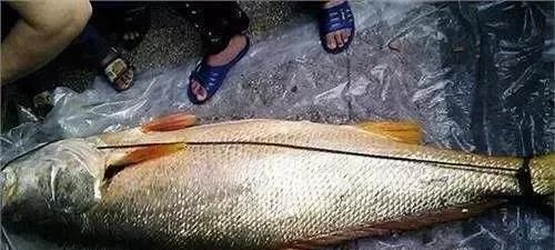 史上最全花胶知识，种类、挑选、涨发方法都齐了！（珍藏版）
