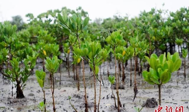 广西北海红树林湿地：多样性生物的温床