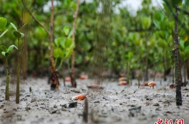 广西北海红树林湿地：多样性生物的温床