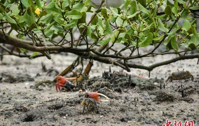 广西北海红树林湿地：多样性生物的温床