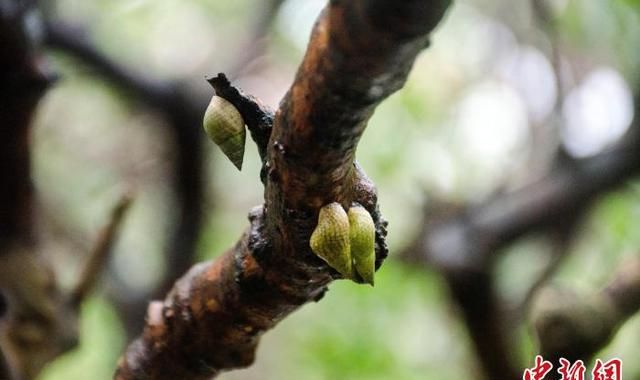 广西北海红树林湿地：多样性生物的温床