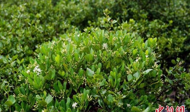 广西北海红树林湿地：多样性生物的温床