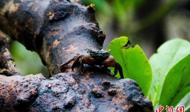 广西北海红树林湿地：多样性生物的温床