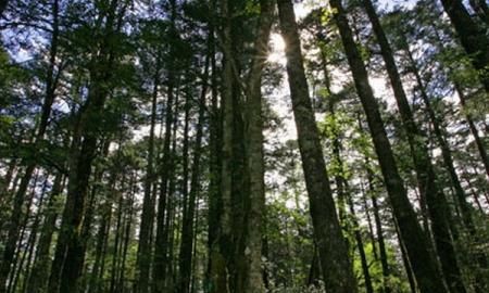 新疆适合种植云杉吗,新疆种植云杉所需要的气候条件图1