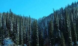 新疆适合种植云杉吗,新疆种植云杉所需要的气候条件图5