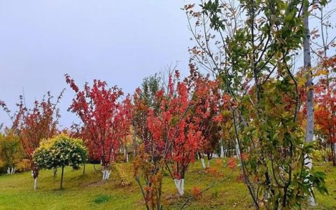 山丁子花开(山丁子花开文案)