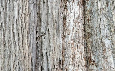 古人常说：“再饿莫吃坟前供，再累莫坐人肉凳”，人肉凳指的是啥