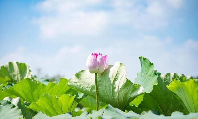 莲花全身都是宝！补脾肾、祛湿气，泡茶药膳都能用，八月吃正好！