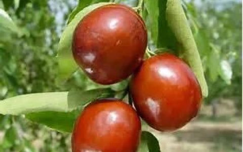 红枣和什么搭配最补气血