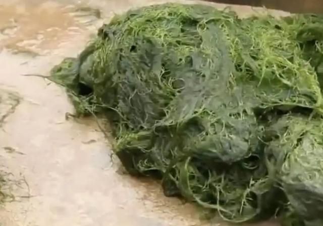 没吃过云南的炸青苔，你不会明白什么才是终极野菜