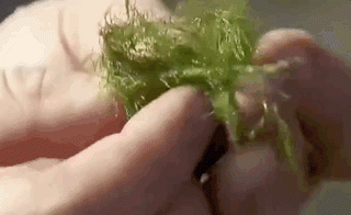 没吃过云南的炸青苔，你不会明白什么才是终极野菜