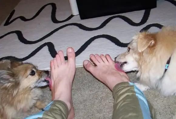 狗为什么喜欢舔主人的脚气(狗舔自己脚怎么回事)图4