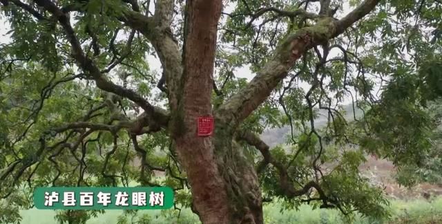 好物节-四川泸县龙眼|用龙眼做成的美食，你吃过几种？
