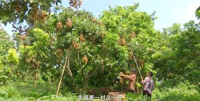 好物节-四川泸县龙眼|用龙眼做成的美食，你吃过几种？