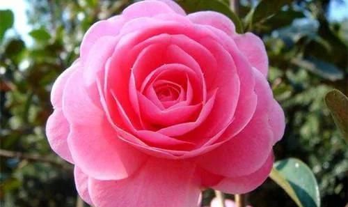 茶花怎么施肥(香妃茶花施肥)图1