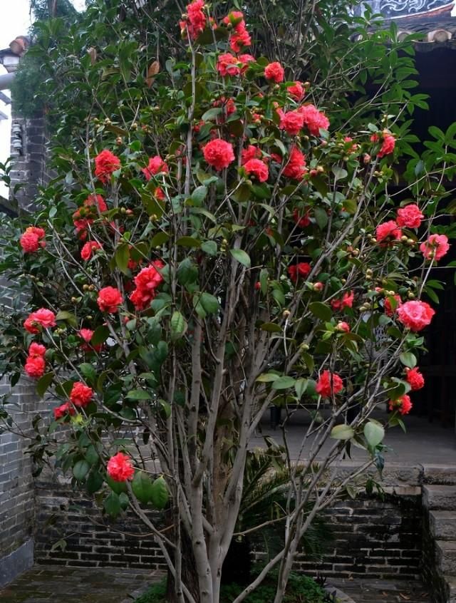 茶花怎么施肥(香妃茶花施肥)图2