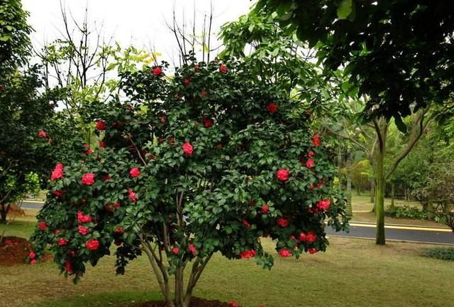 茶花怎么施肥(香妃茶花施肥)图4