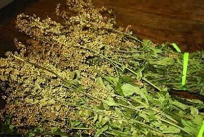 用皇帝乳名命名的一种草，你知道是什么草吗？它可是奇草！