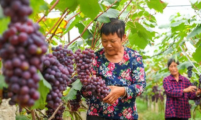 吃了20年葡萄，想不到还能这样吃，香甜软糯又不腻，快收藏